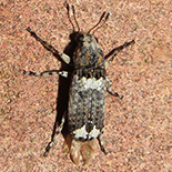 Cylindroides species